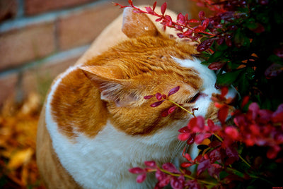 Flowers that are dangerous to cats
