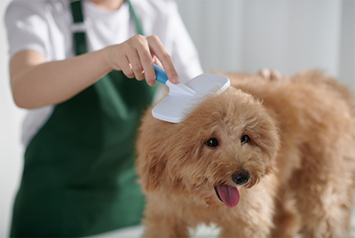 A Guide to Choosing the Right Pet Cleaning Products for Your Furry Friend