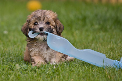 10 Tips for Cleaning Up Dog Hair