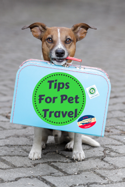 Unleashing Adventure: Top 10 Essentials for Travelling with Your Furry Friend