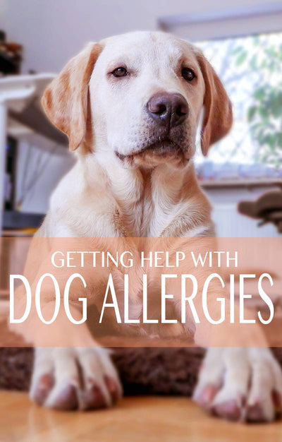 Choosing the Best Dog Food for Allergies: A Comprehensive Guide