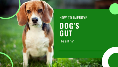 Unleash a Happy Tummy: Essential Guide to Dog Gut Health